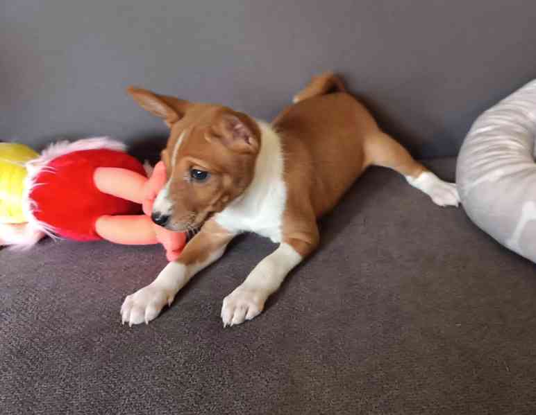 Basenji - prodám štěňata bez pp - foto 3