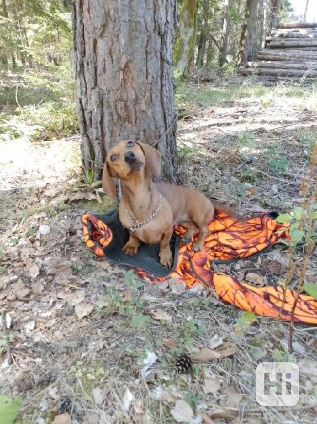 Jezevčík hladkosrstý standard - foto 1