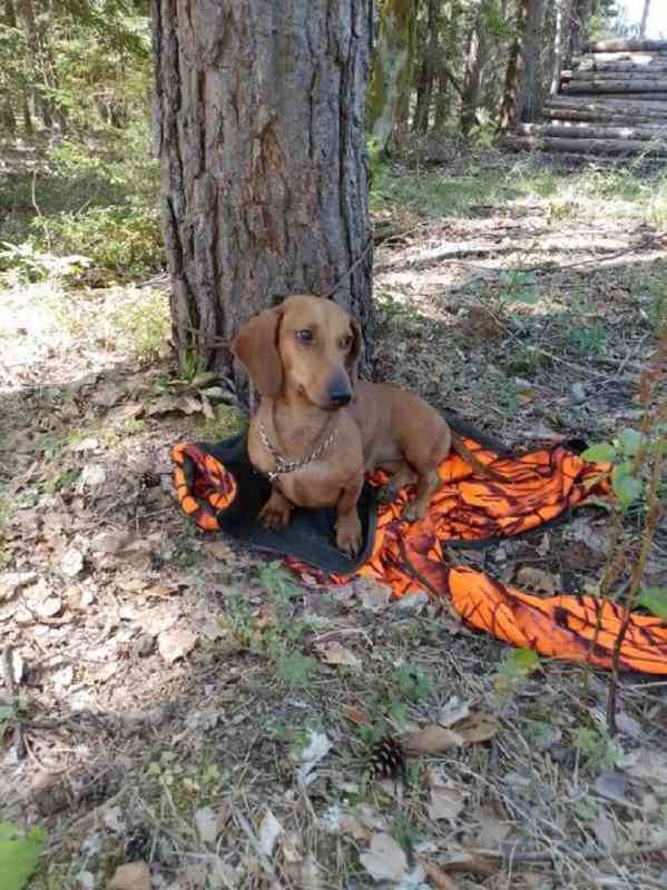 Jezevčík hladkosrstý standard - foto 2