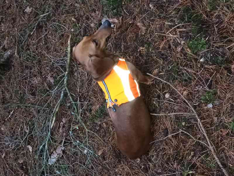 Jezevčík hladkosrstý standard - foto 4