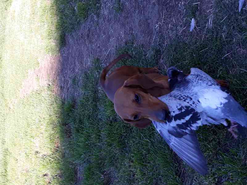 Jezevčík hladkosrstý standard - foto 3