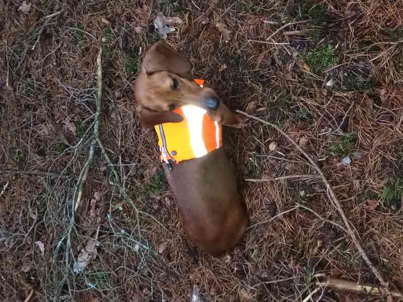 Jezevčík hladkosrstý standard - foto 5