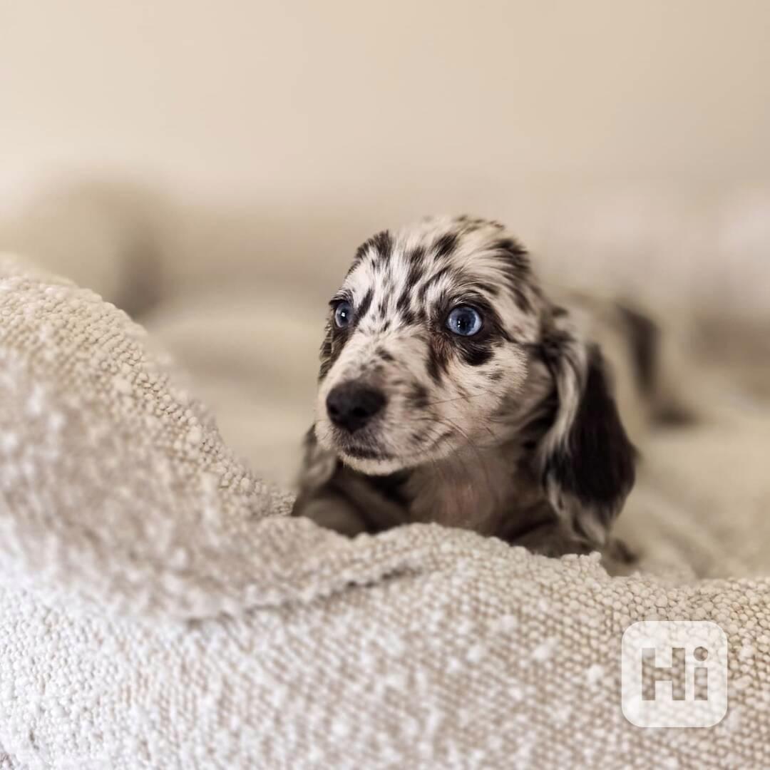 Miniaturní jezevčík   - foto 1
