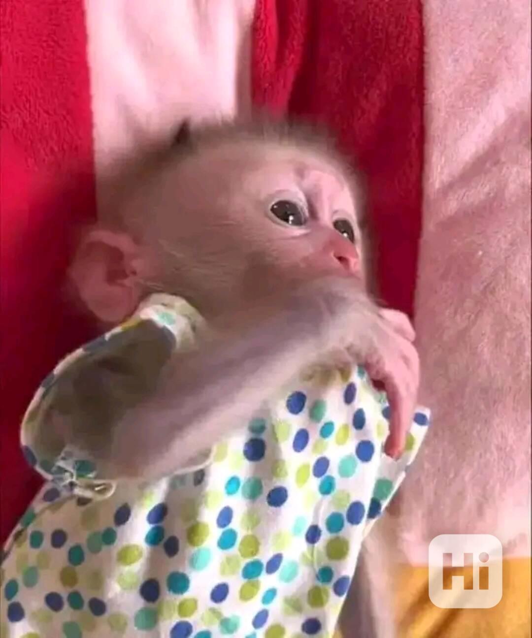  Klidné a roztomilé kapucínské opice  - foto 1