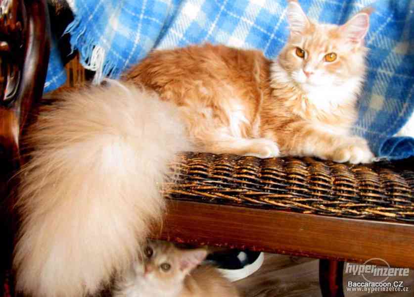 Mainská mývalí kočička s PP - foto 1