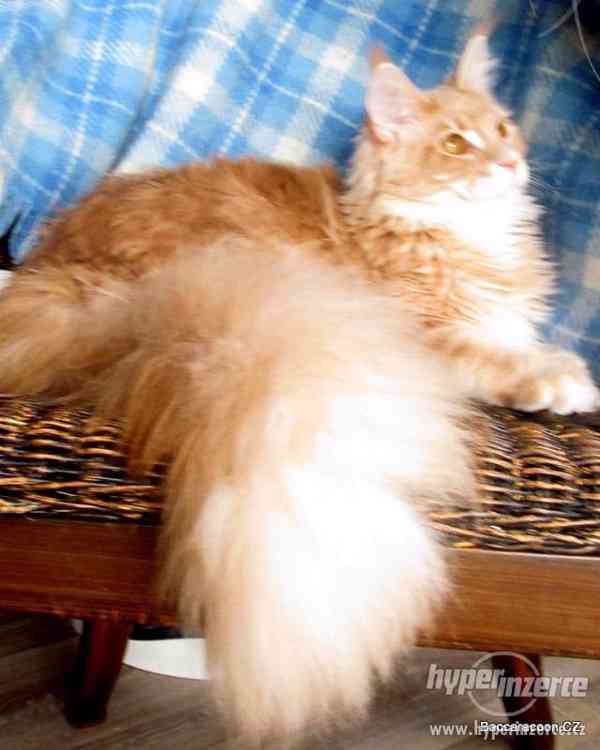 Mainská mývalí kočička s PP - foto 4