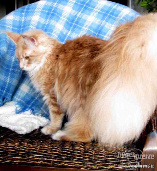 Mainská mývalí kočička s PP - foto 5