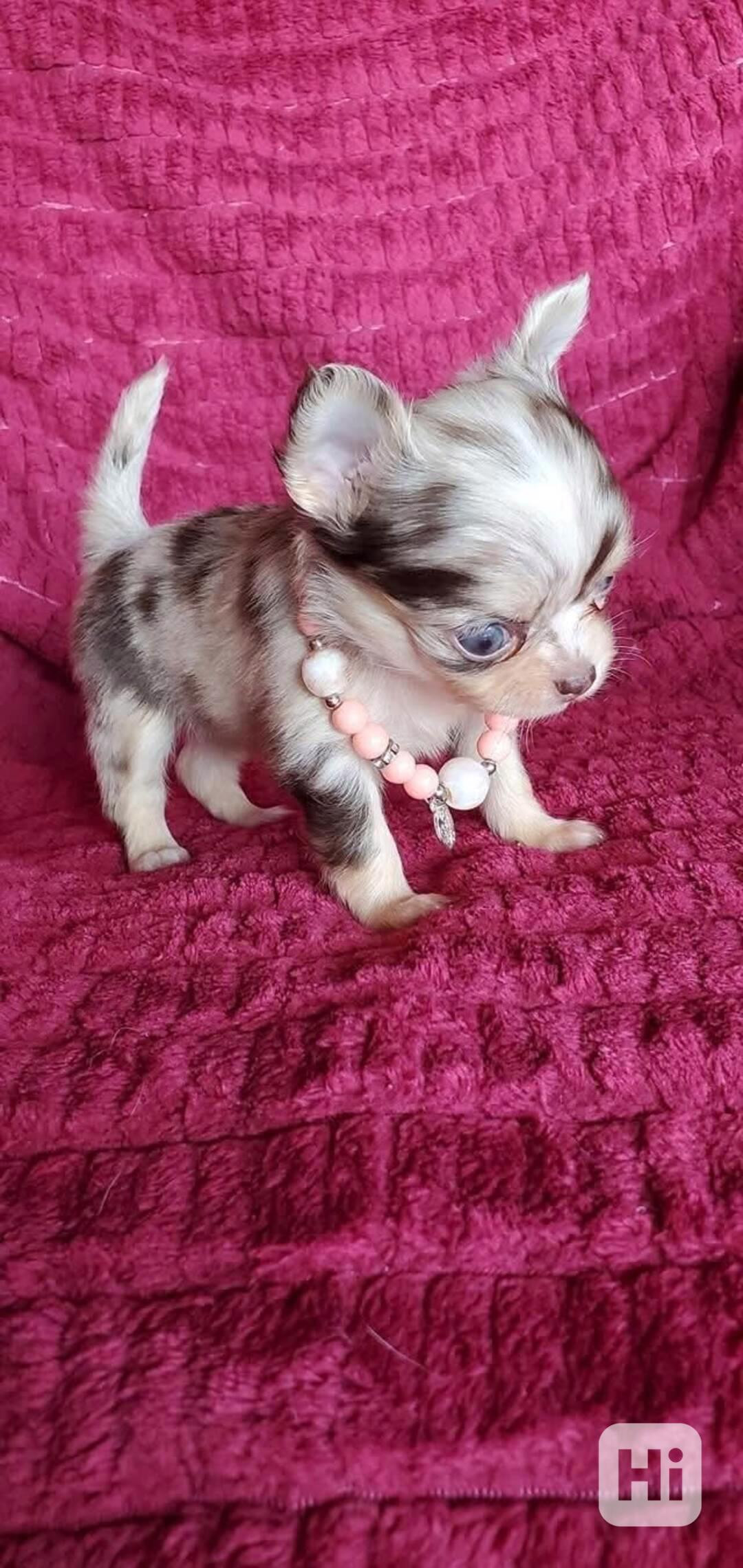 Štěňata čivavy - foto 1