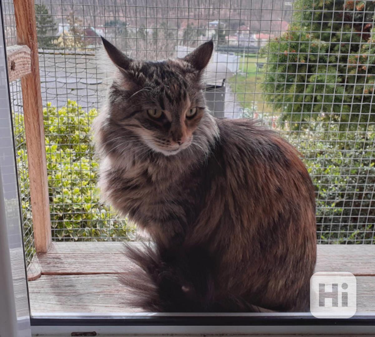 Dlouhosrstá mourovaná 2,5roční Mej Mej, kříženec Mainské - foto 1