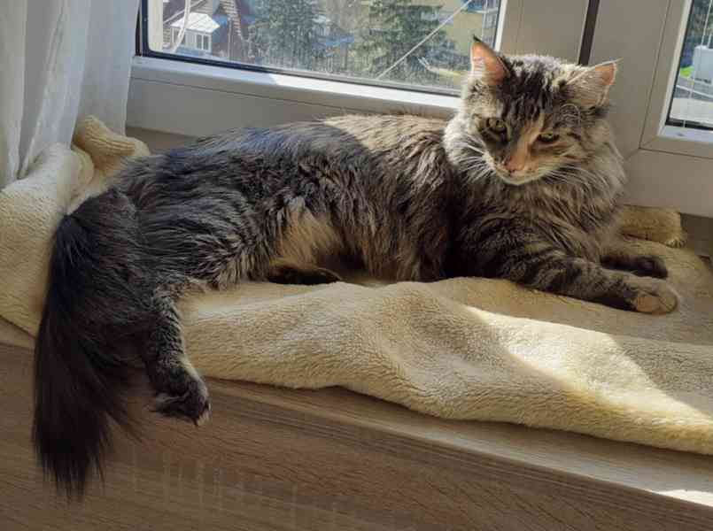 Dlouhosrstá mourovaná 2,5roční Mej Mej, kříženec Mainské - foto 3