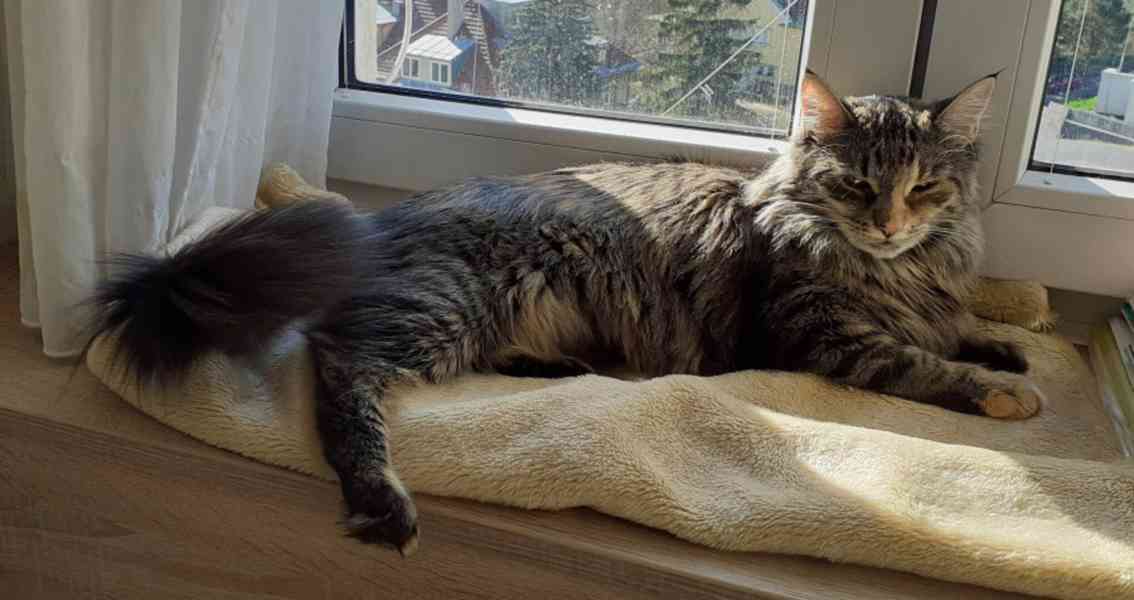 Dlouhosrstá mourovaná 2,5roční Mej Mej, kříženec Mainské - foto 5