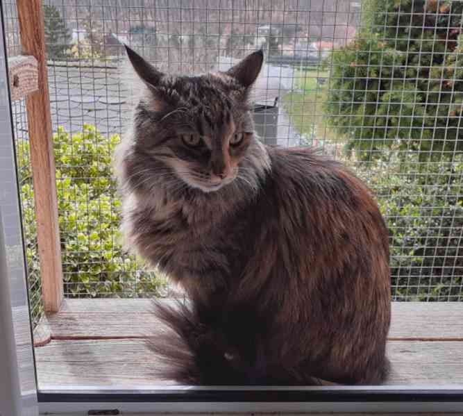 Dlouhosrstá mourovaná 2,5roční Mej Mej, kříženec Mainské - foto 1