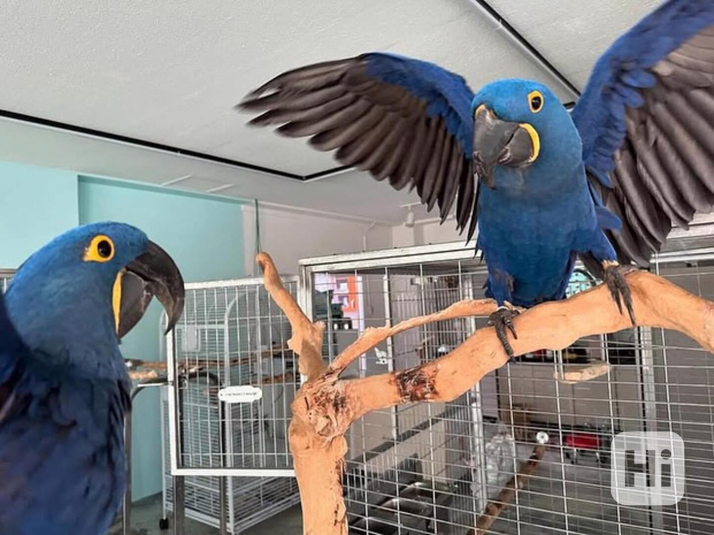 Hyacintoví papoušci - foto 1