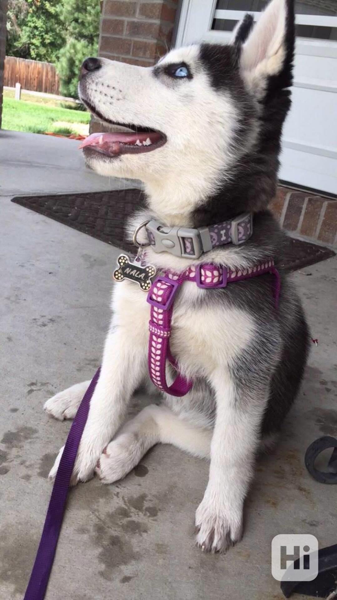 Kvalitní štěňata sibiřského huskyho - foto 1