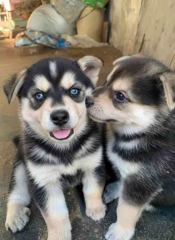 Kvalitní štěňata sibiřského huskyho - foto 2