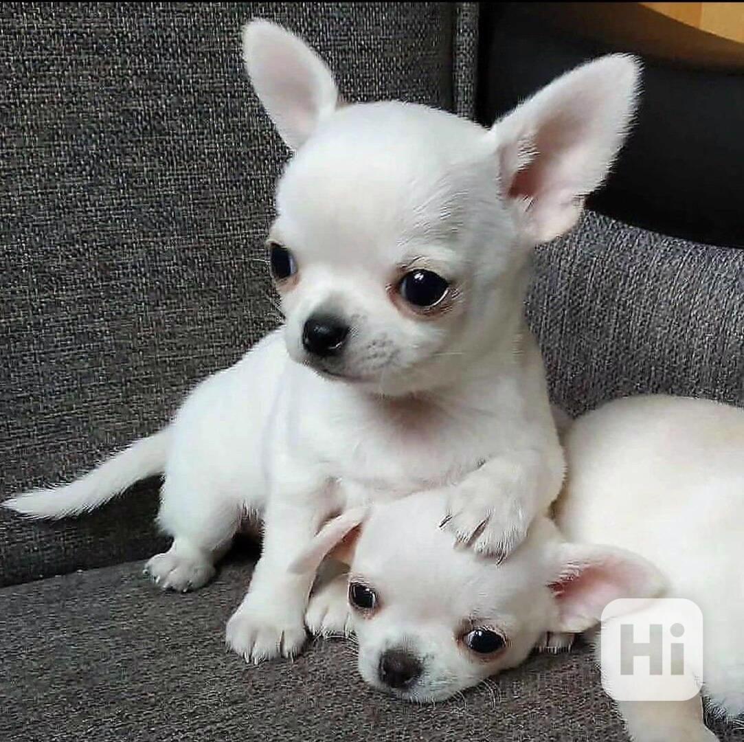 Registrovaná čivava štěňata - foto 1