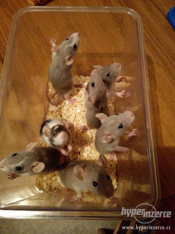 Potkaní miminka Zlín - foto 2