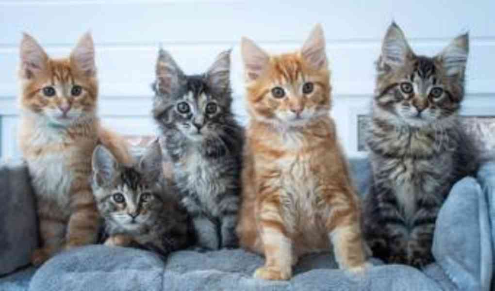 roztomilá koťátka a samice mainských mývalích koťat k adopci