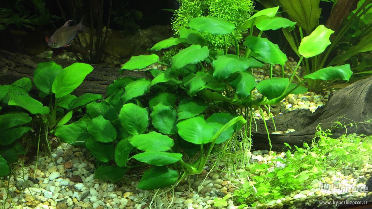 Akvarijni Rostliny - foto 1
