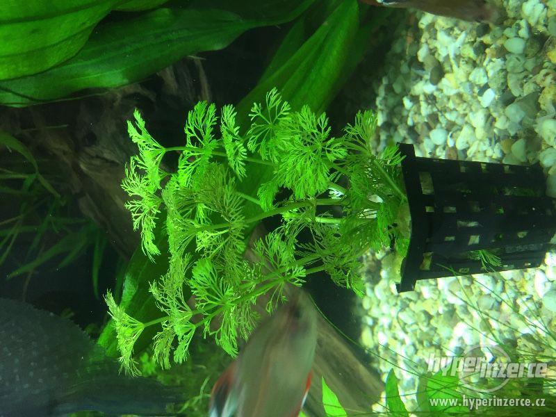 Akvarijni Rostliny - foto 2