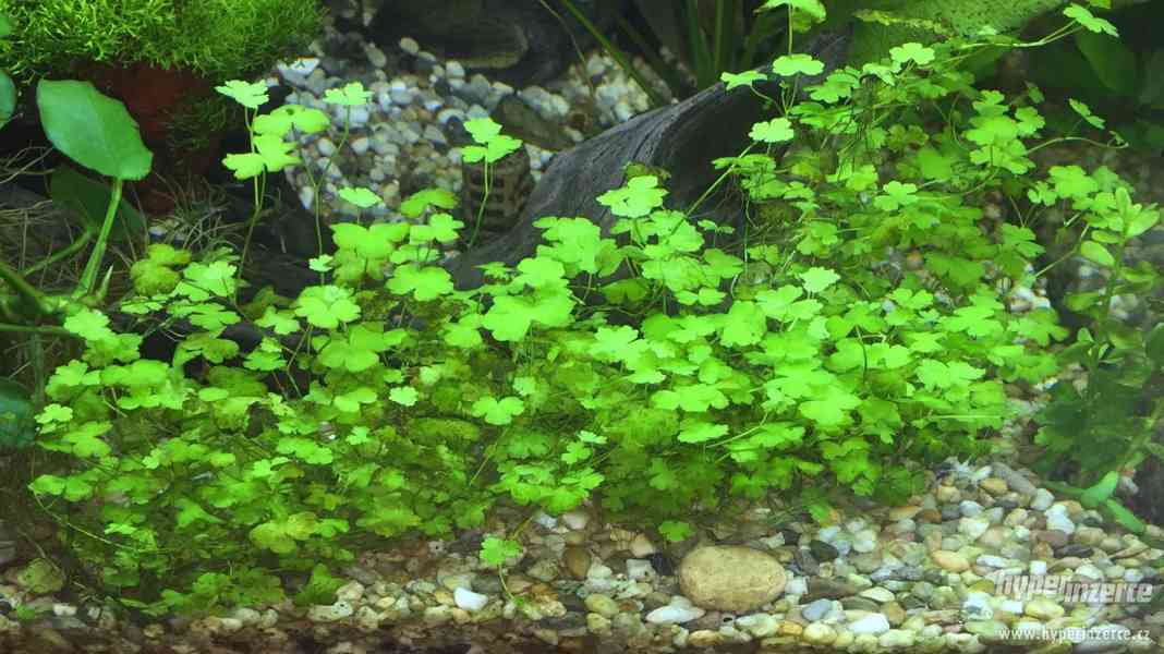 Akvarijni Rostliny - foto 4