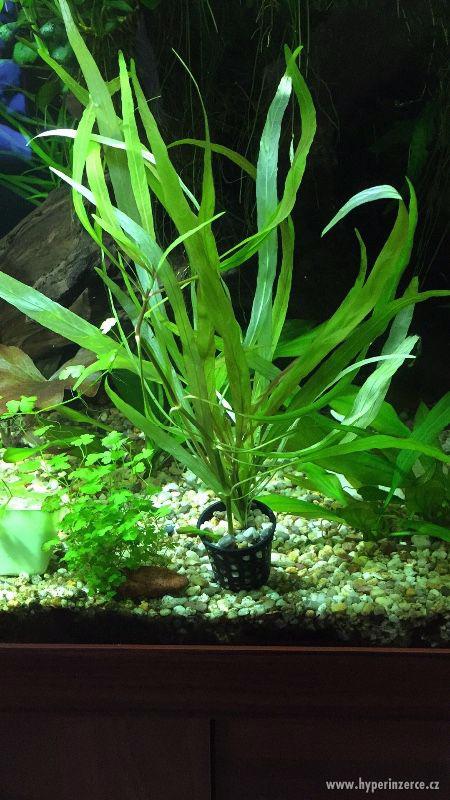 Akvarijni Rostliny - foto 5