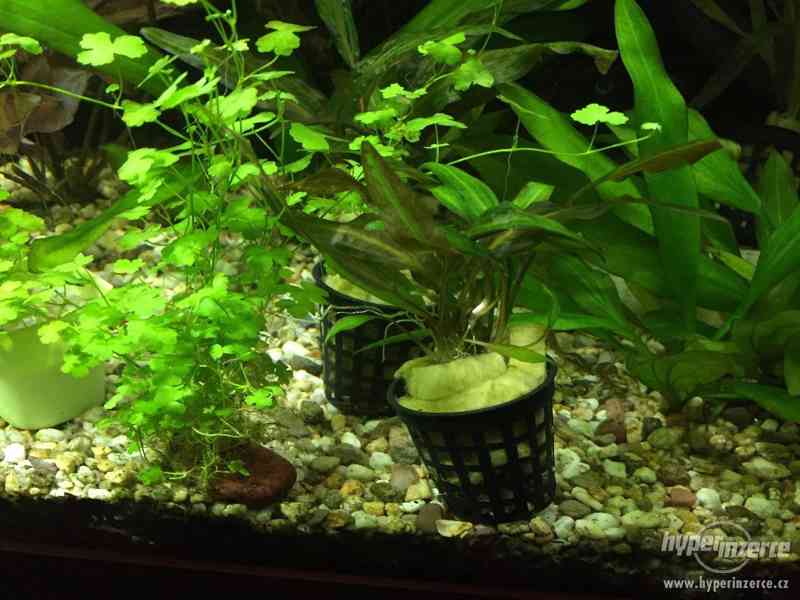 Akvarijni Rostliny - foto 6