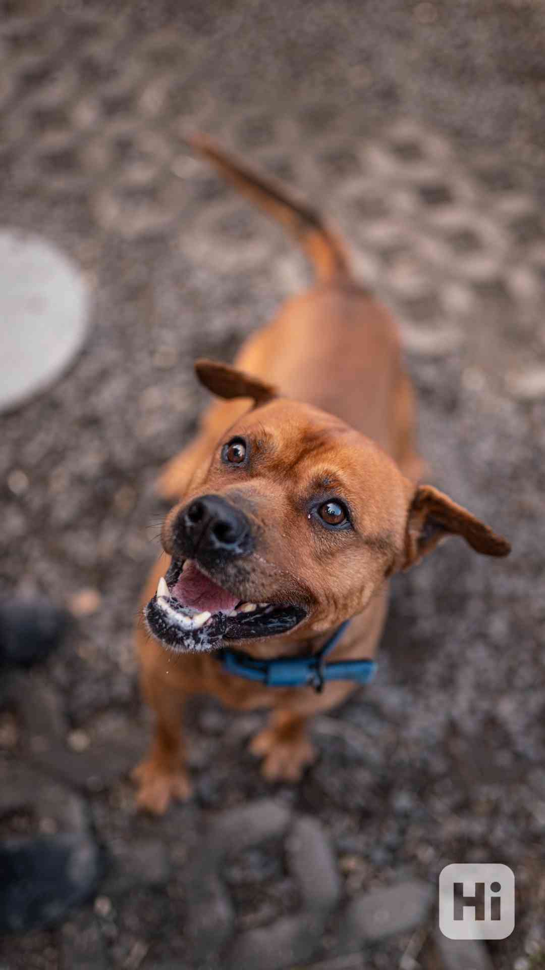 Baroš - hodný aktivní kluk, 7 let - foto 1