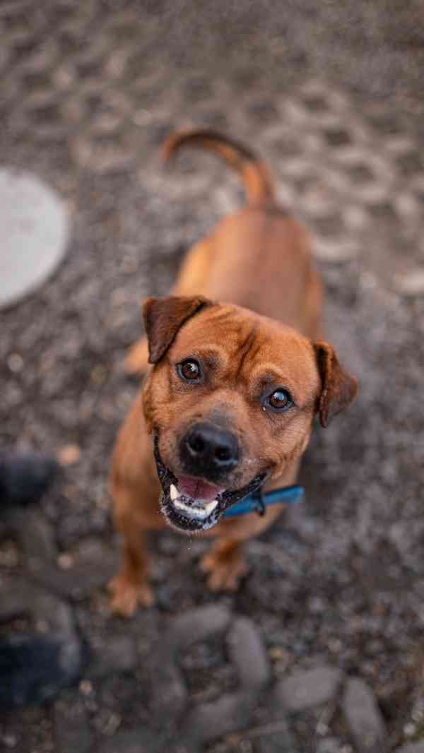 Baroš - hodný aktivní kluk, 7 let - foto 2