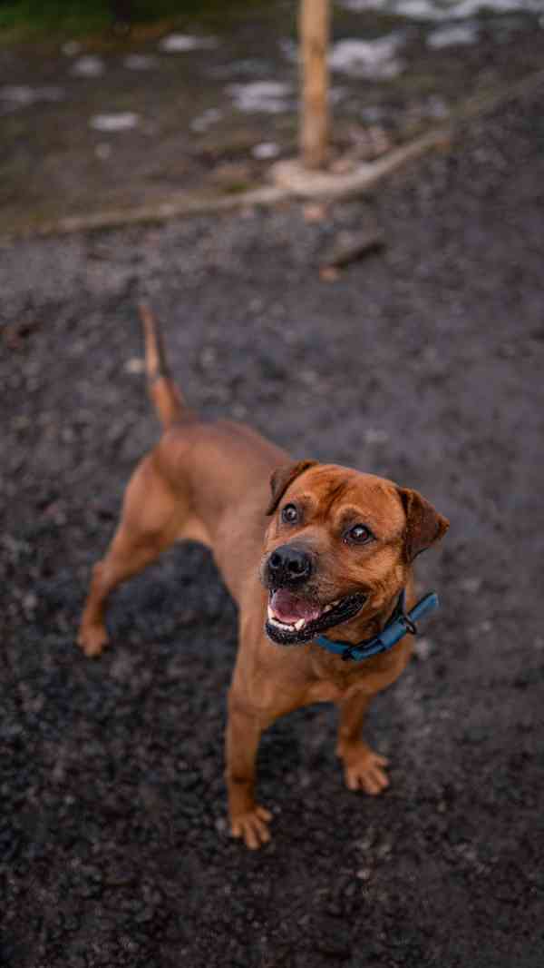 Baroš - hodný aktivní kluk, 7 let - foto 3