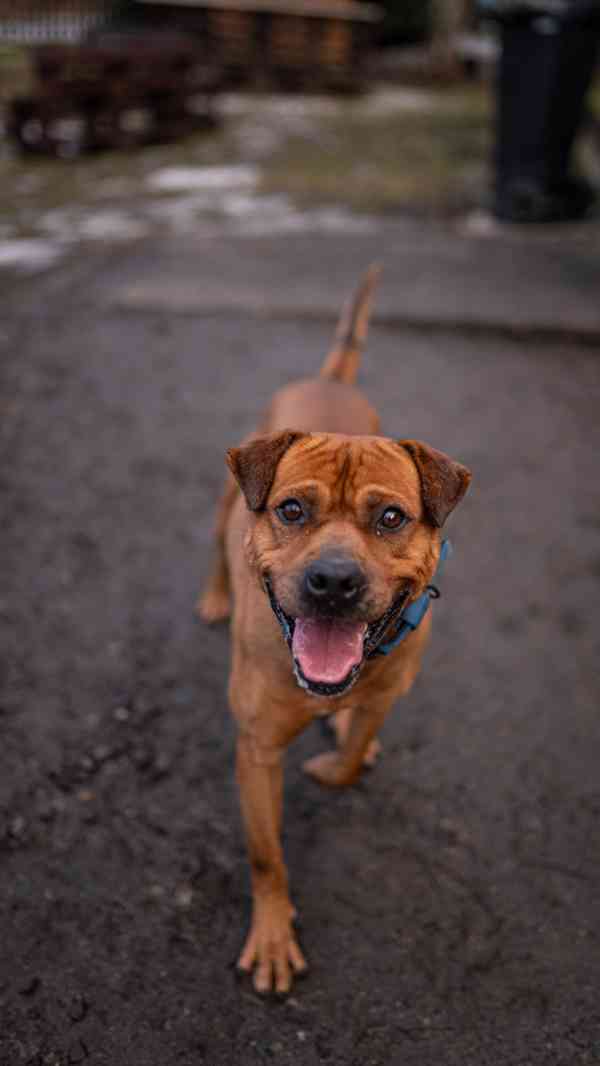 Baroš - hodný aktivní kluk, 7 let - foto 4