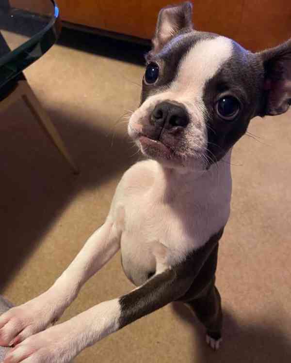 Štěně bostonského teriéra k adopci - foto 4