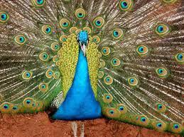 Páv modrý a bílý - foto 1