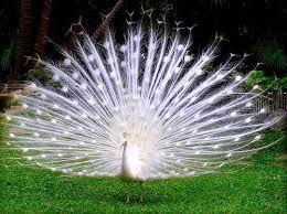 Páv modrý a bílý - foto 2