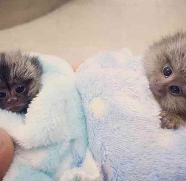 Dobře ochočená mláďata kosmanů k adopci - foto 3