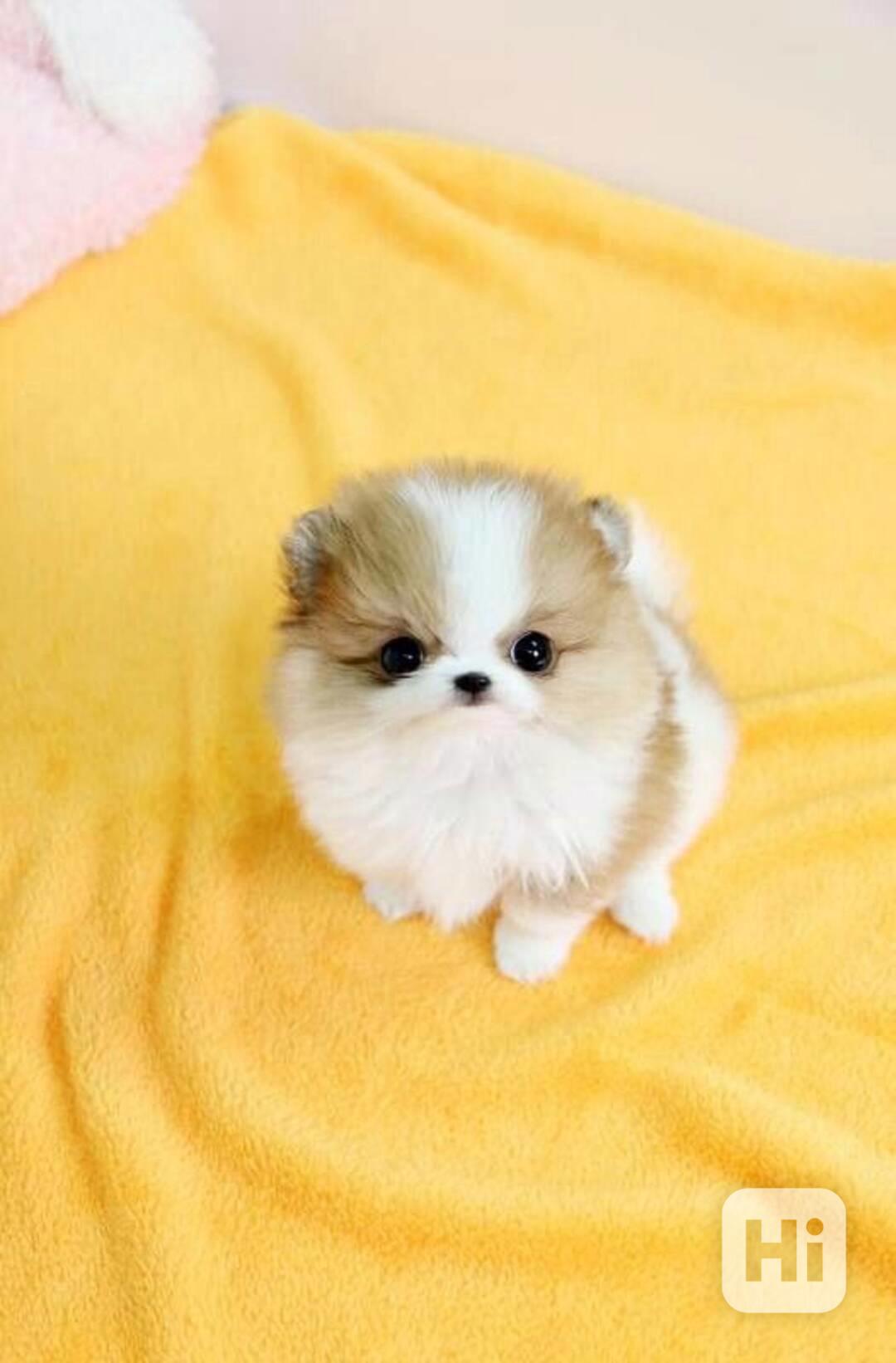 Štěňata pomeranianů T-Cup s pp - foto 1