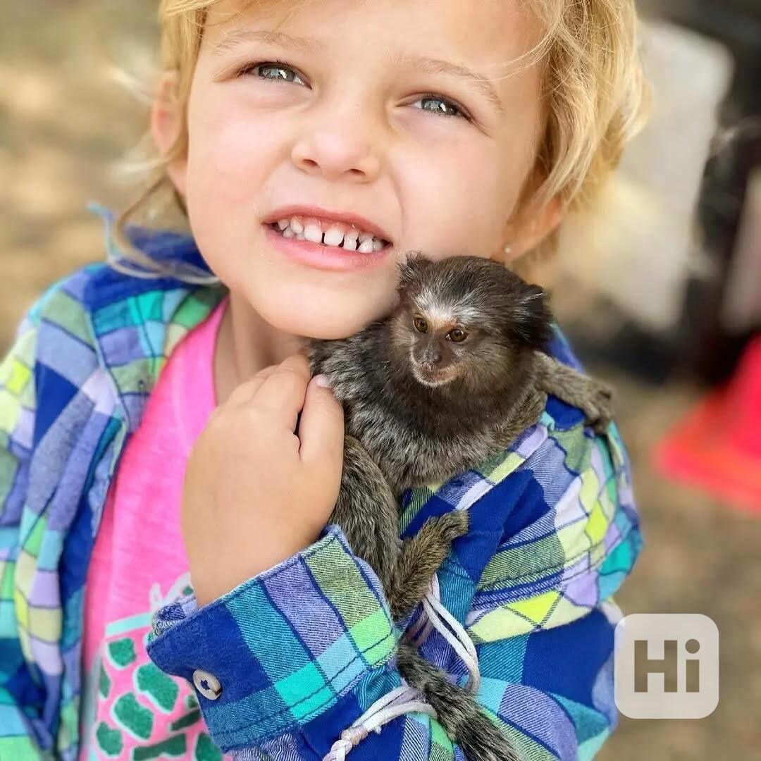 🌟 Kosman trpasličí na prodej - foto 1