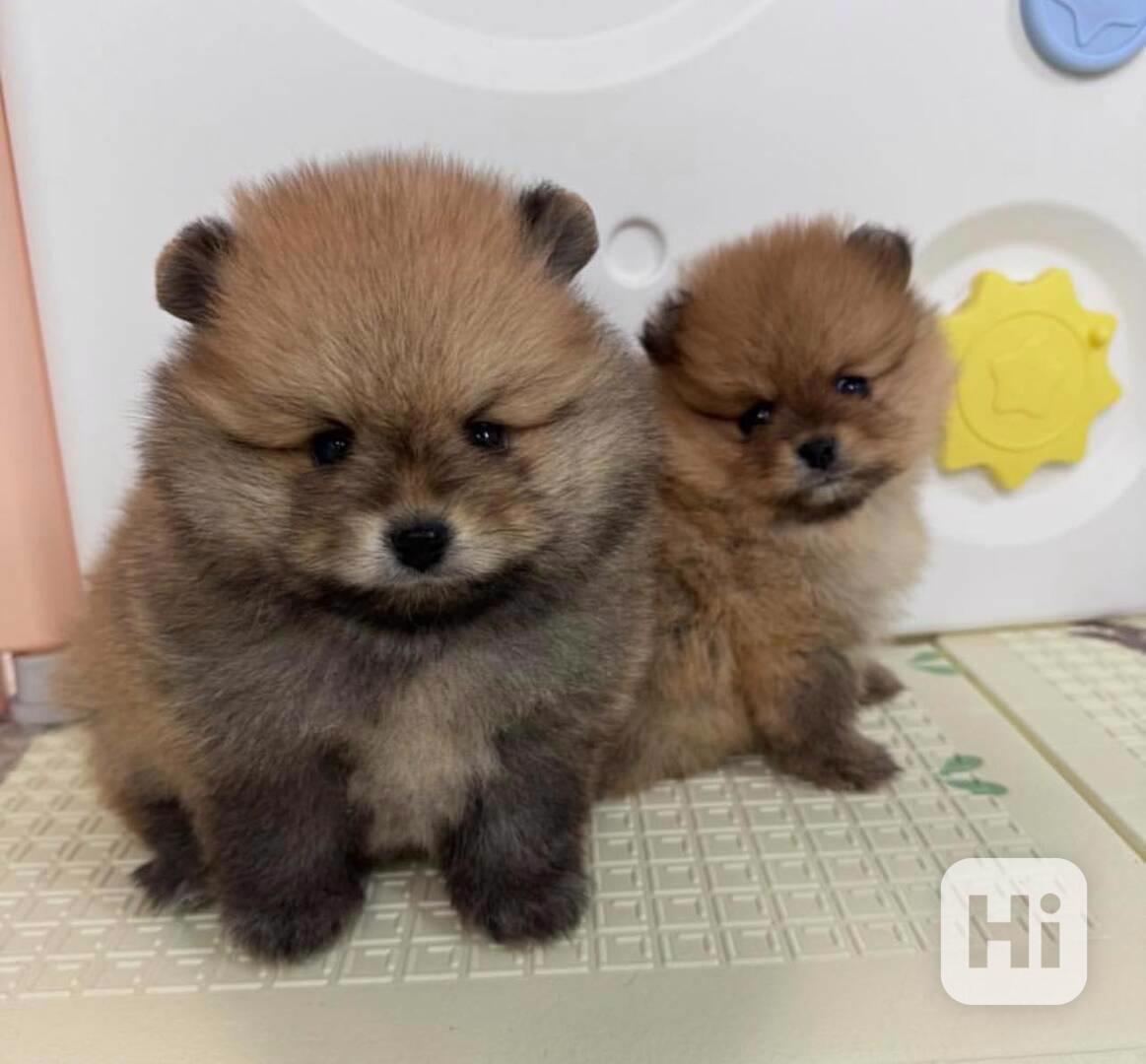 K dispozici Pomeranian k prodeji - foto 1