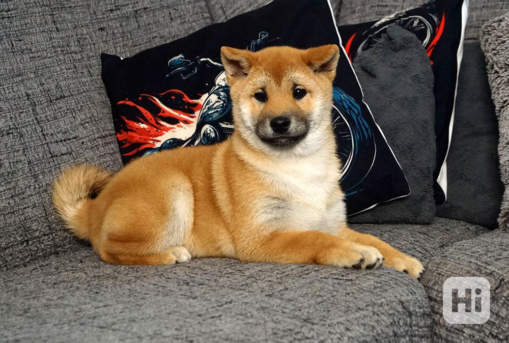 Shiba-Inu s PP FCI z chovatelské stanice pibaro - foto 1
