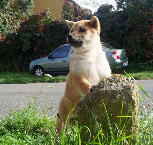 Shiba-Inu s PP FCI z chovatelské stanice pibaro - foto 6