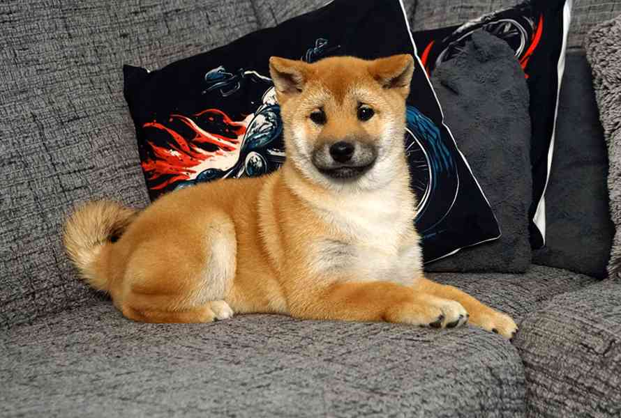 Shiba-Inu s PP FCI z chovatelské stanice pibaro - foto 1