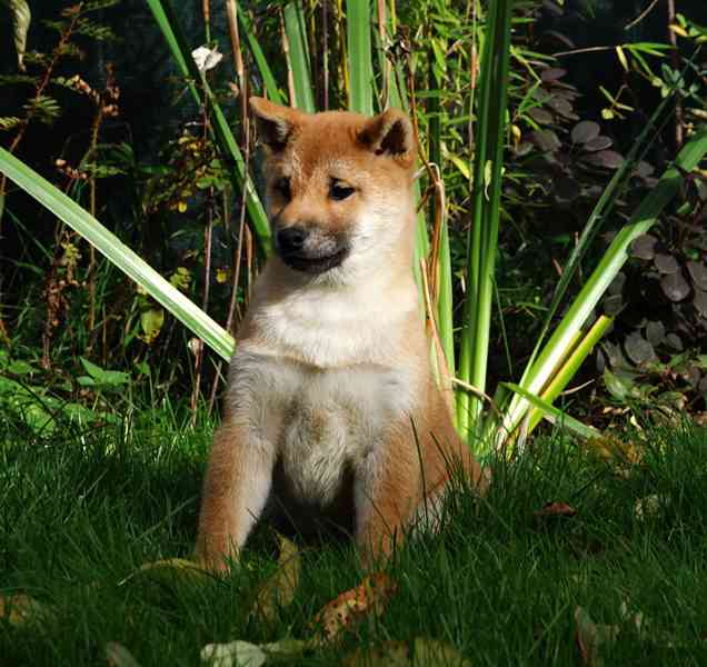 Shiba-Inu s PP FCI z chovatelské stanice pibaro - foto 9