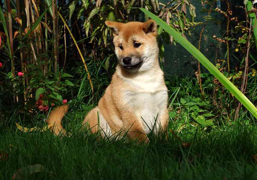 Shiba-Inu s PP FCI z chovatelské stanice pibaro - foto 8