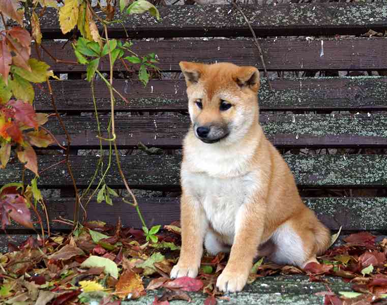 Shiba-Inu s PP FCI z chovatelské stanice pibaro - foto 10