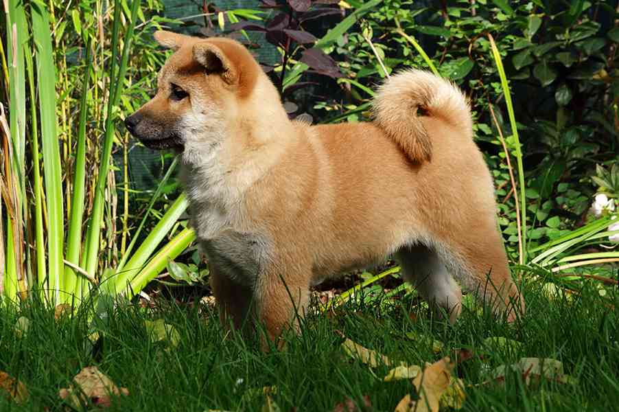 Shiba-Inu s PP FCI z chovatelské stanice pibaro - foto 7