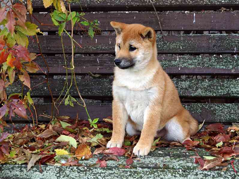 Shiba-Inu s PP FCI z chovatelské stanice pibaro - foto 11