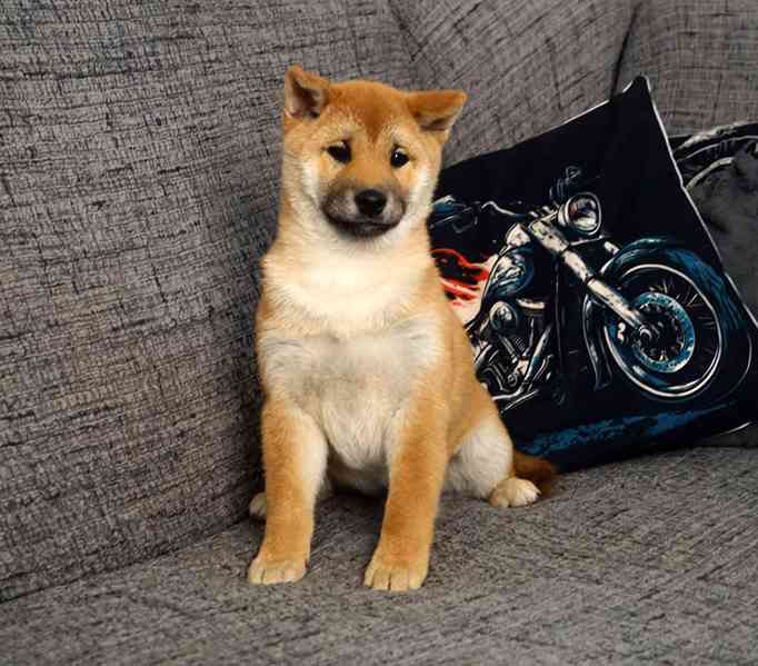 Shiba-Inu s PP FCI z chovatelské stanice pibaro - foto 3