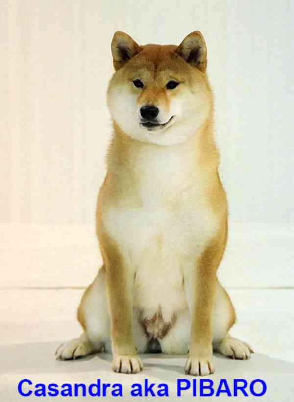 Shiba-Inu s PP FCI z chovatelské stanice pibaro - foto 12