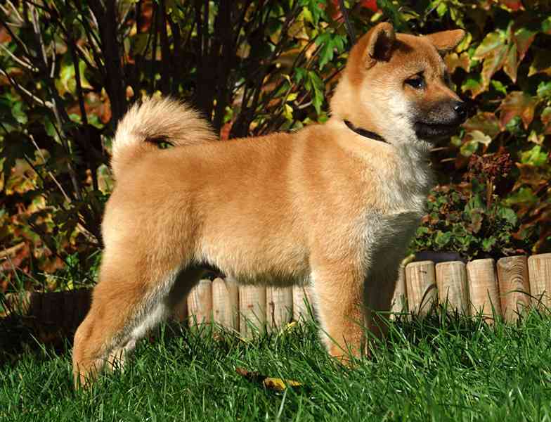 Shiba-Inu s PP FCI z chovatelské stanice pibaro - foto 4