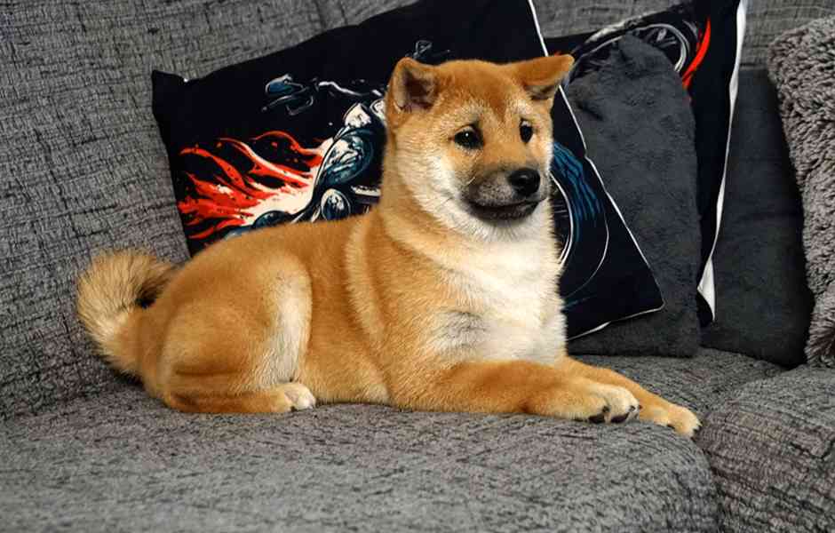Shiba-Inu s PP FCI z chovatelské stanice pibaro - foto 2